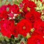 Norma Rose Photo 26