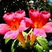 Carl Peters Photo 14