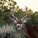 Shana Buck Photo 13