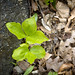 Ken Shea Photo 41
