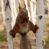 Ed Howell Photo 35