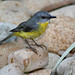 Robin Smart Photo 21