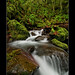 Garry Moss Photo 20