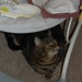 Sadie Harper Photo 5