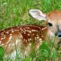 Darlene Howell Photo 21