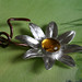 Julie Speck Photo 15