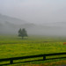 Misty Green Photo 11