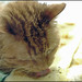 Rusty Little Photo 15