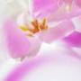 Virginia Bush Photo 31