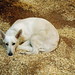 Anne Shepherd Photo 26
