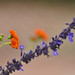 Daniel Bloom Photo 35