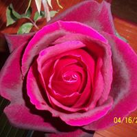 Norma Thomas Photo 19