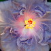 Angie Doyle Photo 25