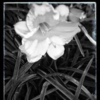 Damaris Quinones Photo 19
