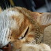 Jolene Evers Photo 7