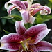 Lillie Walker Photo 25