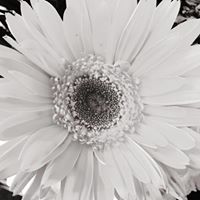 Deborah Mcvey Photo 6