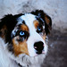 Jacob Shepherd Photo 26