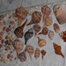 Bob Shell Photo 9