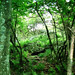 Virginia Forest Photo 5