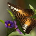 Sylvia Brown Photo 14