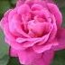 Mary Lubin Photo 15