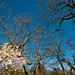Victoria Oaks Photo 18