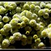 Debbie Bloom Photo 8