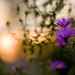 Russell Lowe Photo 14