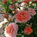 Julie Link Photo 19