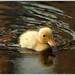 Donald Berg Photo 15