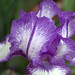 Nancy Burks Photo 25