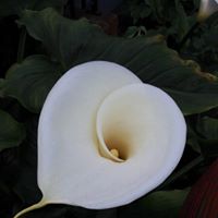 Karen Corcoran Photo 27