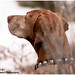 Kevin Steck Photo 17