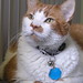 Ginger Cooper Photo 17