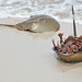 Dave Pickering Photo 6