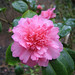 Preston Rose Photo 14