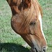 Lisa Chestnut Photo 21