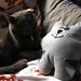 Sherrie Gray Photo 15