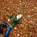 Forrest Leaf Photo 6