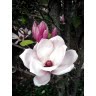 Amanda Heath Photo 9
