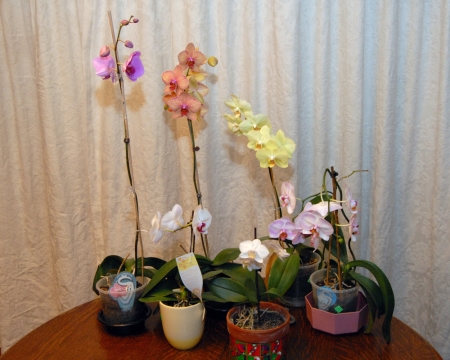 Judith Koch Photo 34