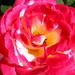 Rosa Bloom Photo 7
