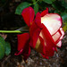 Rose O'Donnell Photo 8