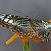 Sylvia Gray Photo 19