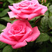 Rose Westbrook Photo 12