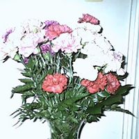 Irene Henderson Photo 26