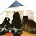 Doris Willis Photo 12