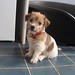 Jack Russell Photo 23