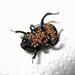 Julie Howes Photo 28